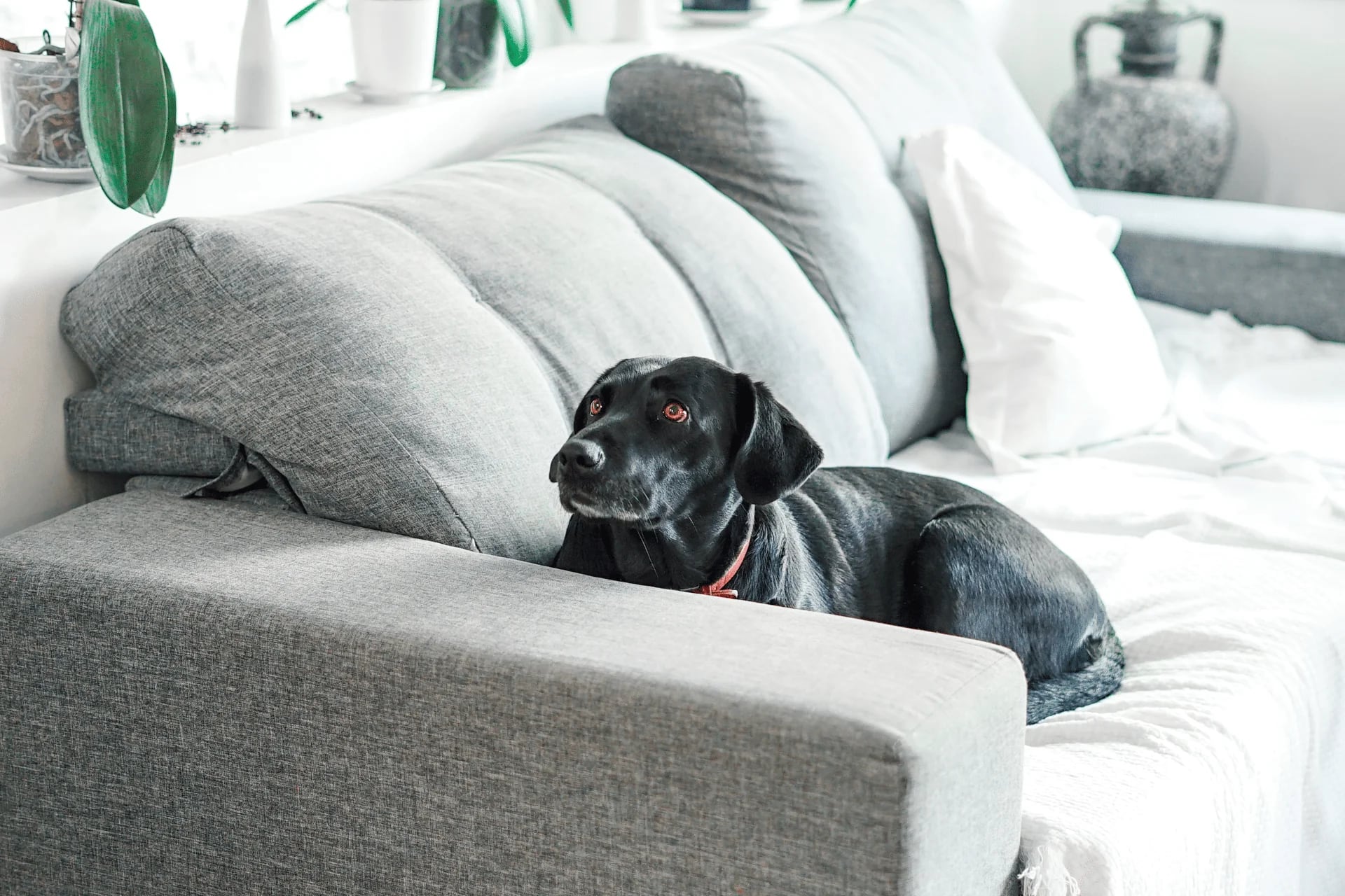 Eco-Friendly Cleaning Tips and Practices for Pet Owners