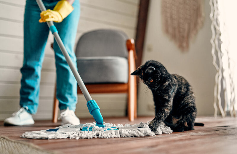 Person cleaning at home, pet-safe eco-friendly cleaning guide for pet owners