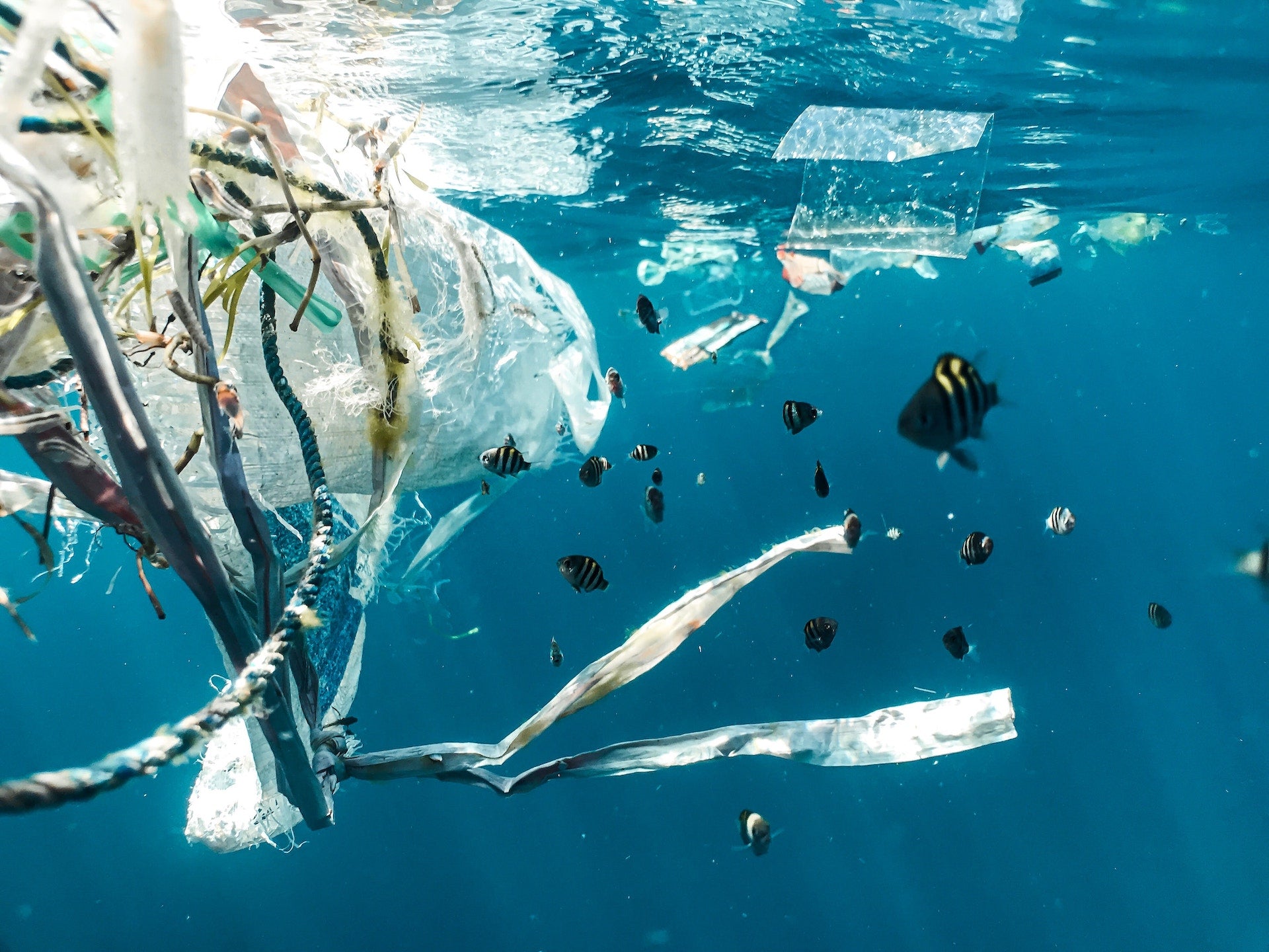 Ocean plastic debris that breaks down into microplastics found in food, water, and human blood.