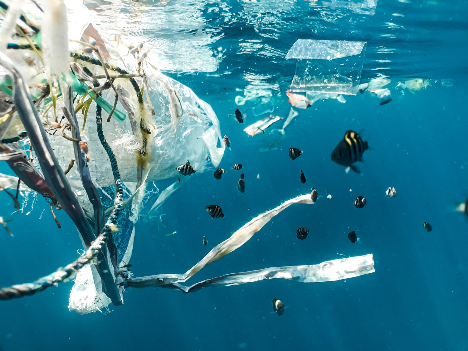 Non-compostable trash bags poisons oceans