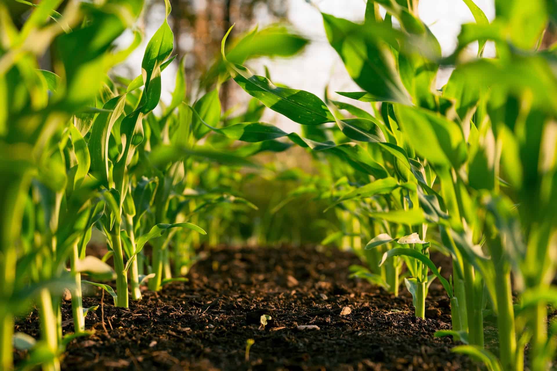 Row of young plants growing in a field with sunlight filtering through.